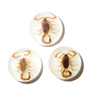 Scorpion doré, spécimen réel, cabochon en plastique rond 25x25 mm, fond plat, pour artisanat et fabrication de bijoux - Product Image 1