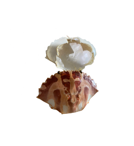 Conque de coquille de crabe séchée naturelle à motif de bande impressionnant pour la vente en gros, de beaux coquillages colorés pour l'artisanat et les cadeaux. - Product Image 2