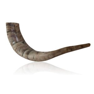 Cuerno de Shofar Ram Premium a Bajo Precio, Hecho a Mano, para la Oración de Rosh Hashanah y Uso en Ceremonias Religiosas - Product Image 1