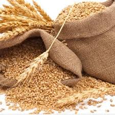 Granos de Trigo de Primera Calidad al por Mayor, Grado Alimenticio, Disponibilidad Inmediata, Servicio OEM, Exportación - Product Image 5