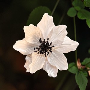 Premium White Iceland Poppy Sola Wood Flowers Sustainable Craft Handmade 8-8.5cm Sesbania <b>Reed</b> Home Fragrance Model 001 TH VADEE - Product Image 2