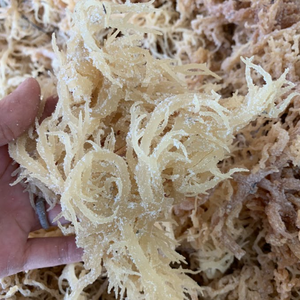 Venta al por mayor de algas marinas secas de algodón (cottonii) baratas de Vietnam, directamente de fábrica para tiendas de hierbas, suministro de algas nutritivas secas de moda para el comercio minorista. - Product Image 6