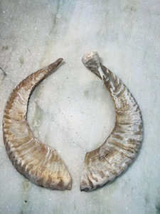Véritables cornes de brebis naturelles polies pour la décoration et l'artisanat, haute qualité - Product Image 3
