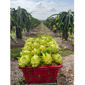 Dragon fruit jaune ODM <span class=keywords><strong>de</strong></span> haute qualité, norme d'exportation courante, frais, 100% naturel, OEM - Product Image 2