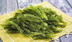 สาหร่ายทะเลสด อูมิบูโด ไข่ปลาคาเวียร์สีเขียว สำหรับผู้นำเข้าอาหารทะเลทั่วโลก - Product Image 4