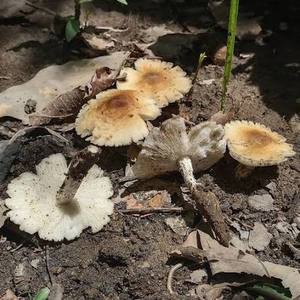 Champignons frais de haute qualité, champignons comestibles de ferme, en plastique HDPE pour la cuisson et l'exportation, Viet Delta, Mme Nancy - Product Image 5