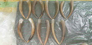 Nouvelle arrivée corne de buffle buvant Viking en corne naturelle finie écologique corne réutilisable et lavable par Falak World Export - Product Image 6