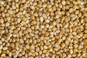 Graines de millet foxtail sans gluten, céréales complètes riches en fibres et en protéines pour la transformation alimentaire et la vente en gros - Product Image 2
