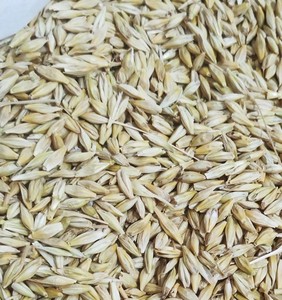 Cereales de Cebada de Alta Energía REEN TRADERS de Uttar Pradesh |   Ingrediente de Grado A para Alimentos y Alimentación Animal para Caballos y Ganado - Product Image 6