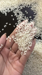 Arroz Japonica de Grano Redondo de Primera Calidad, 5% de Grano Partido, Arroz de Alta Calidad para Sushi, Suministro a Granel desde Vietnam |   VILACONIC - Product Image 5