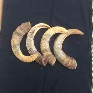 Shofar en corne de bélier sculpté à la main, toutes tailles, prix d'usine, qualité supérieure, poli, conforme aux normes casher. - Product Image 2