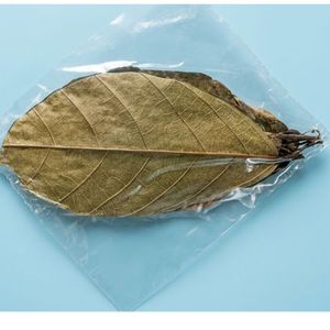 Hojas de Cacao Ecológicas YAMUNA de 11-18 cm (4-7 Pulgadas) para Acuario, Paquete de 100 Hojas - Product Image 6