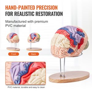 Modello Anatomico del Cervello Umano a Grandezza Naturale in 4 Parti, 2 Pezzi, con Etichette Codificate a Colori Rimovibili e Base Espositiva per Scienze Mediche - Product Image 5