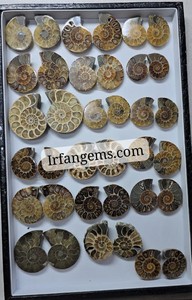 Amonites Fósiles Naturales de Alta Calidad al por Mayor, Espécimen Mineral en Rodajas, Pequeños Fósiles de Amonites en Venta, Lote de Piedras para Joyería Cabujón - Product Image 6