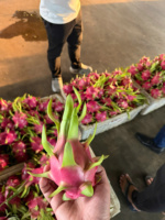 Vietnam Premium Dragon Fruit – Tropisch vers fruit, perfect voor Indiase importeurs