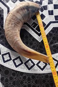 Shofar en corne de bélier Kudu, shofar en corne de bélier poli, shofar artisanal naturel, instrument en corne de bélier, shofar en corne de Kudu, shofar juif - Product Image 3