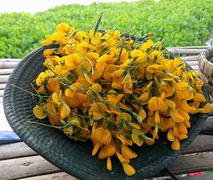 Flor de Sesbania Congelada IQF, Lista para Cocinar, Flor Comestible para Restaurantes y Servicios de Catering - Product Image 1