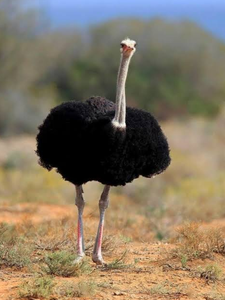 South <b>African</b> Black-necked Ostrich Breeding Birds NMF (PVT) LTD Brand Long Shelf Life for Bulk Orders International Markets - Product Image 3
