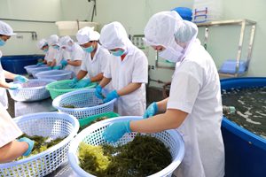 Raisins de mer biologiques frais et séchés-Raisins de mer tropicaux vietnamiens-Algues de caviar vert-Raisins de mer Fournisseur du Vietnam - Product Image 4