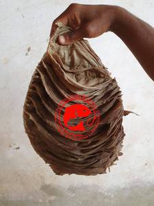 เนื้อควายดองเกลือ โอมาซุม ทำความสะอาดแล้ว คุณภาพพรีเมียม ฮาลาล เนื้อสัมผัสธรรมชาติ เหมาะสำหรับการปรุงอาหารและเมนูต่างๆ - Product Image 2