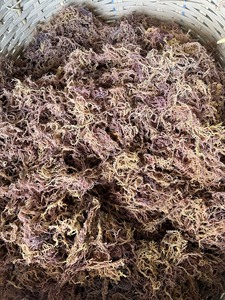 Matière première d'algues Eucheuma Cottonii séchées pour la production de carraghénane, mousse de mer dorée naturelle pour l'exportation industrielle - Product Image 6