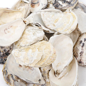 Mejor precio en conchas de ostra naturales, conchas marinas de fábrica para decoración y proyectos de manualidades. - Product Image 2