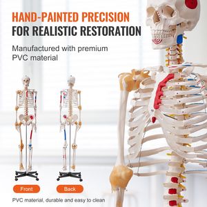 Modelo de Esqueleto Humano de PVC de Tamaño Real (71.65 Pulgadas) para Anatomía, con Brazos y Piernas Móviles, para Uso Escolar - Product Image 5