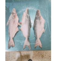 Pangasius Hypophthalmus de haute qualité du Vietnam, élevé en ferme à Can Tho, frais, grade A/B, qualité alimentaire VH, entier, rond, surgelé IQF, qualité supérieure