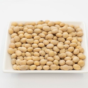 เมล็ดถั่วเหลืองปลอดจีเอ็มโอขายส่ง สำหรับผู้ซื้อขายส่ง เกษตรกร และผู้ปลูกมืออาชีพ - Product Image 2
