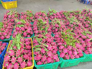 Fruit du dragon frais du Vietnam cultivé naturellement pour l'exportation saveur douce peau brillante idéal pour la vente au détail et les services alimentaires - Product Image 6