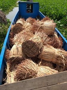 Jacinto de agua seca natural para la producción de cestas y decoración del hogar | Precio barato al por mayor | Respetuoso con el medio ambiente - Product Image 6