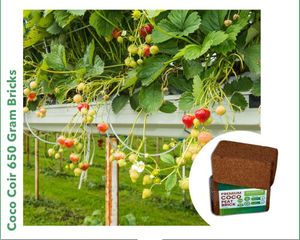 Bloques de turba de coco de 650 gramos de la mejor calidad para jardinería vegetal y agricultura exclusivos para compradores en Argentina - Product Image 6