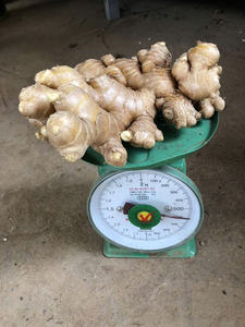 Precio de fábrica Jengibre fresco Jengibre entero seco Nueva cosecha de alta calidad de Vilaconic Vietnam - Product Image 2