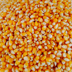 Maíz Forrajero de Primera Calidad al por Mayor, Suministro a Granel, Listo para Enviar, Grado Alimenticio para Animales, el Más Vendido para Exportación - Product Image 6