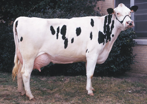 Vaches laitières Holstein pour l'élevage laitier commercial et la fourniture en gros - Product Image 4
