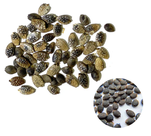 Semillas de Maracuyá Secas de Vietnam, las Más Vendidas, Suministro al por Mayor - Product Image 1