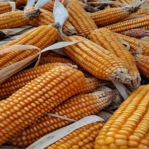 Maïs jaune séché biologique de qualité supérieure, grain naturel pour l'industrie alimentaire, offert en grandes quantités pour la vente en gros - Product Image 1