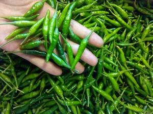 Chile Verde Natural – Chile Verde Premium, Chile Picante Natural // Mr.Tom - Product Image 5