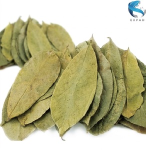 Premium Natural <b>Slimming</b> Soursop Leaf <b>Tea</b> From Vietnam 25 <b>Tea</b> Bags/Box Loose Leaves with Fine Aroma - Product Image 2