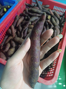 Vente en gros de cubes de patate douce surgelée IQF, patate douce surgelée, fournisseur de snacks et de produits transformés du Vietnam - Product Image 4