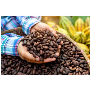 Granos de Cacao AA de Primera Calidad, Nueva Cosecha, Variedad Criollo Holandesa, Origen Reino Unido - Product Image 2