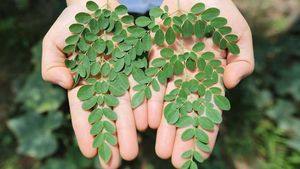 BEST SELLING Viet Delta Moringa Séché 100% Naturel (Feuilles/Racines/Graines) Soutien Détoxifiant Hépatique Qualité Export Emballage en Vrac Durée de Conservation 6-12 Mois - Product Image 3