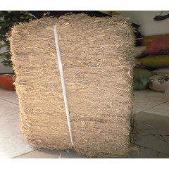 Gia NGUyen กากชานอ้อยดิบสีขาวสว่างสำหรับทำภาชนะใส่อาหารเวียดนาม - Product Image 6