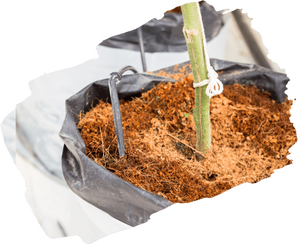 Substrat de culture bien drainé, milieu sain pour les racines des plantes, blocs de cocopeat organique à base de fibre de coco - Product Image 2