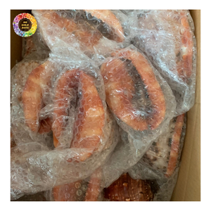 เปลือกหอยทรงหมวกกษัตริย์ – (Cassis tuberosa) เปลือกหอยขนาดใหญ่สำหรับตกแต่ง, เปลือกหอยทรงหมวกกษัตริย์สไตล์วินเทจสำหรับตกแต่งบ้าน - Product Image 6