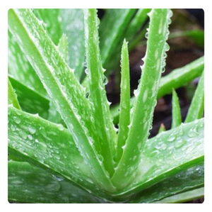 ผู้ขายที่ดีที่สุด | ท็อปปิ้งเจลว่านหางจระเข้ | เหมาะสำหรับสมูทตี้และของว่าง | อร่อยและมีสุขภาพดี - Product Image 1