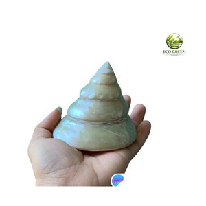 เปลือกหอยมุกเทอร์โบเกรดพรีเมียมขัดเงาด้วยมือจากเวียดนาม สำหรับตกแต่งชายหาดสุดหรู งานฝีมือ และตู้ปลา - Product Image 2