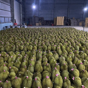 Proveedor de Durian Congelado de Vietnam, Alta Calidad, Precio Competitivo y las MEJORES OFERTAS - Product Image 2