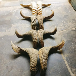 Shofar juif artisanal en corne de bélier, pièce de décoration musicale spirituelle pour la prière et les festivals, élégant cadeau de collection, stylé - Product Image 6