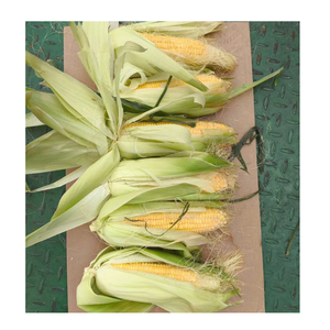 Maïs en grains surgelé IQF en vrac pour la transformation alimentaire - Product Image 3
